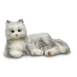 Silver Cat with White Mitts